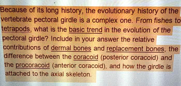 Girdle's history and evolution