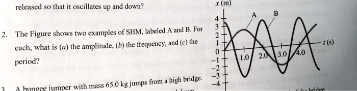 released so that it oscillates up and down?
2. The Figure shows two examples of SHM, labeled A and B. For
each, what is (a) the amplitude, (b) the frequency, and (c) the
period?
A bungee jumper with mass 65.0 kg jumps from a high bridge.