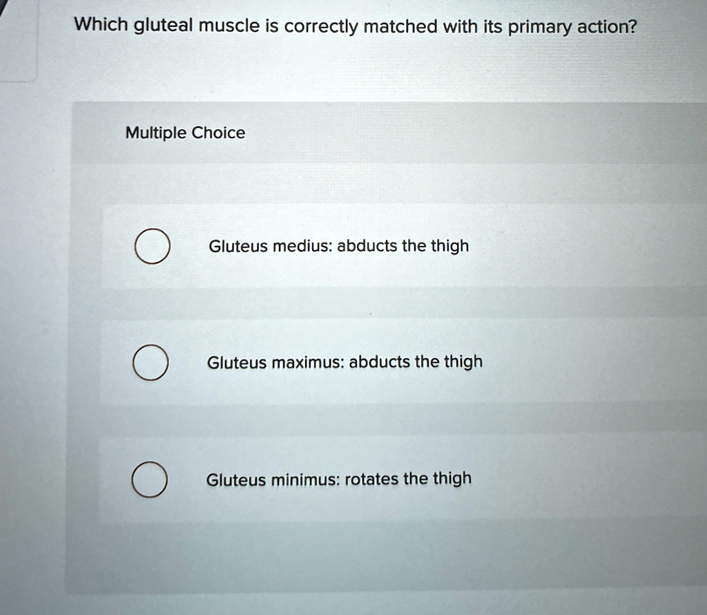 Gluteal muscles visual data 6