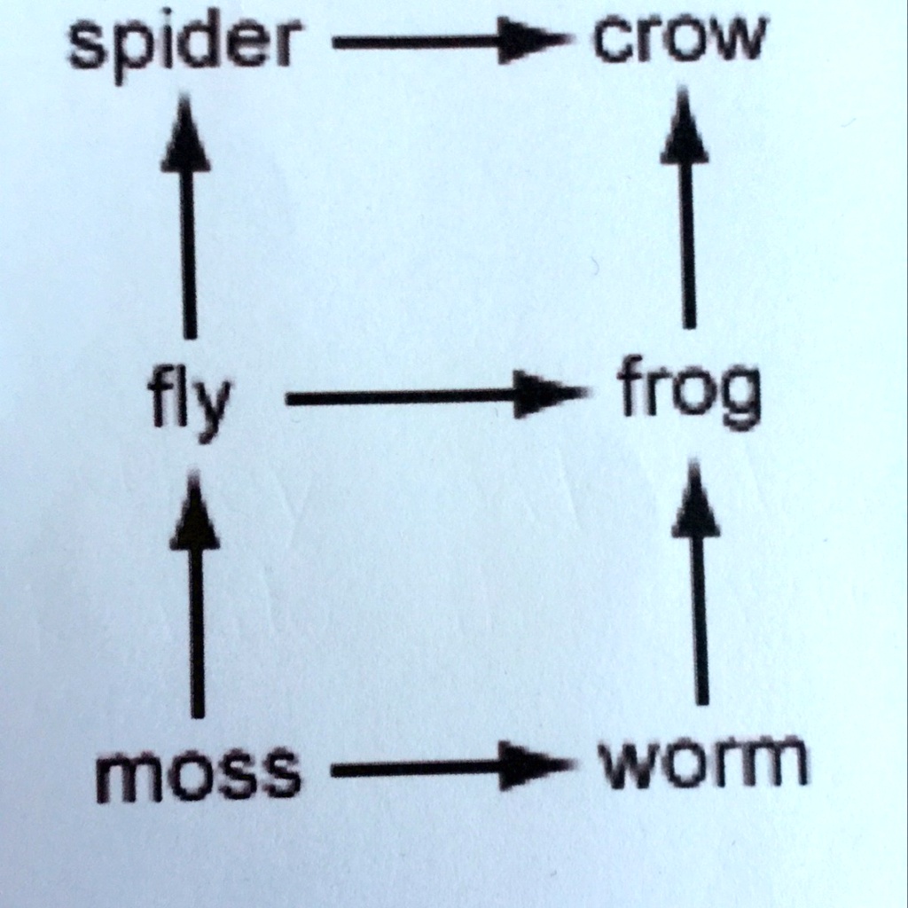 SOLVED 'Label the producers, primary consumers, and secondary