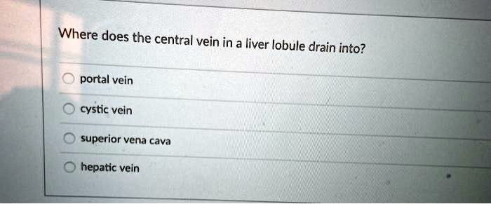 Where does the central vein in a liver lobule drain into?

portal vein
cystic vein
superior vena cava
hepatic vein