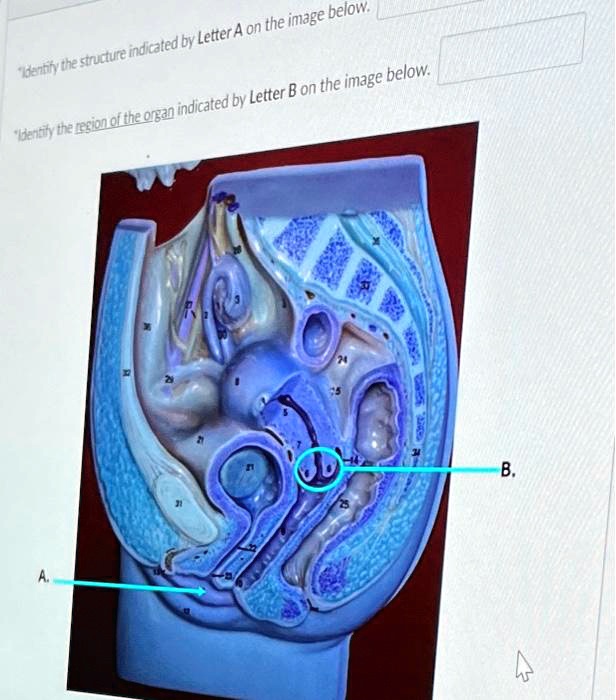 *Identify the structure indicated by Letter A on the image below.
*Identify the region of the organ indicated by Letter B on the image below.
A.
B.