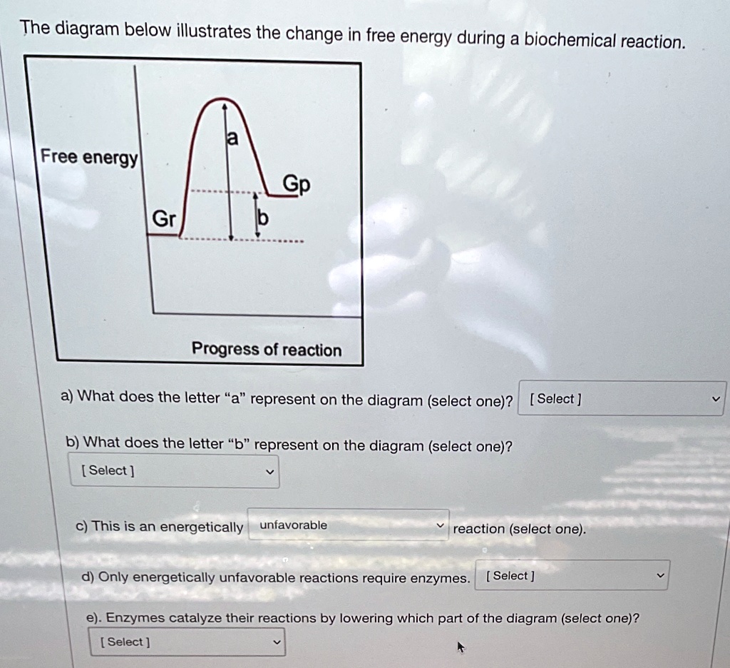 SOLVED: 'The diagram below illustrates the change in free energy during ...