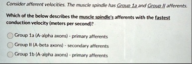 consider afferent velocities the muscle spindle has group 1a and group ii afferents which of the below describes the muscle spindles afferents with the fastest conduction velocity meters per 05122
