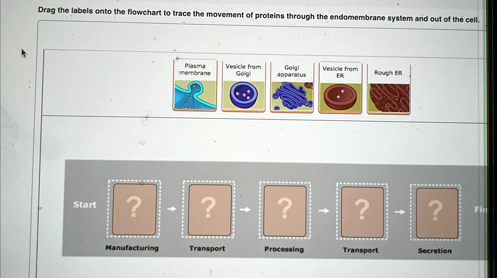 Drag the labels onto the flowchart to trace the movement of proteins ...