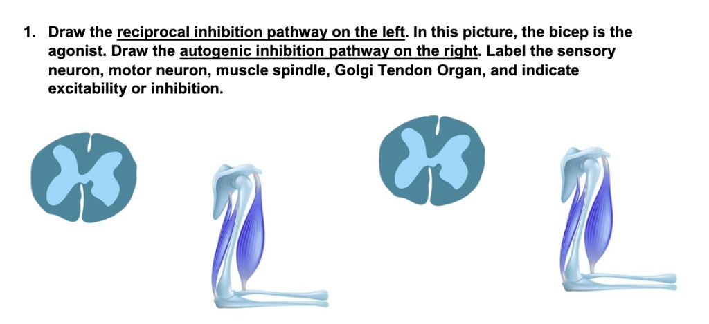 SOLVED: 1. Draw the reciprocal inhibition pathway on the left. In this ...