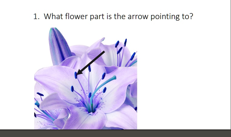 1. What flower part is the arrow pointing to?