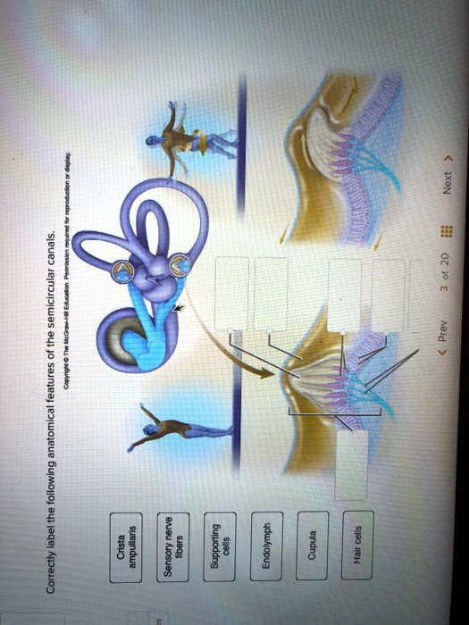 Correctly label the following anatomical features of the semicircular