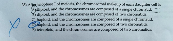 38) After telophase I of meiosis, the chromosomal makeup of each daughter cell is
A) diploid, and the chromosomes are composed of a single chromatid.
B) diploid, and the chromosomes are composed of two chromatids.
C) haploid, and the chromosomes are composed of a single chromatid.
D) haploid, and the chromosomes are composed of two chromatids.
E) tetraploid, and the chromosomes are composed of two chromatids.