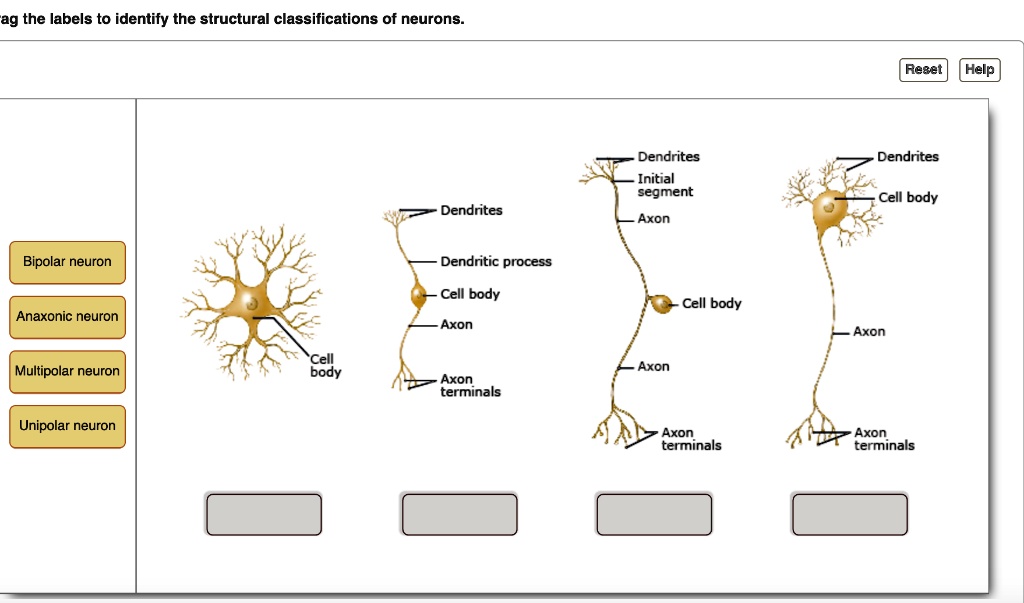 SOLVED: Add the labels to identify the structural classifications of ...