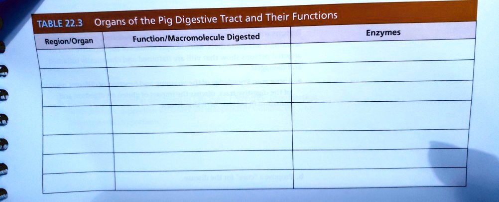 digestive enzymes and their functions table