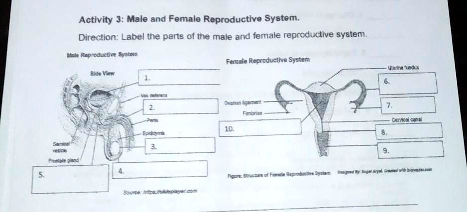 SOLVED: Activity 3: Male and Female Reproductive System Direction ...