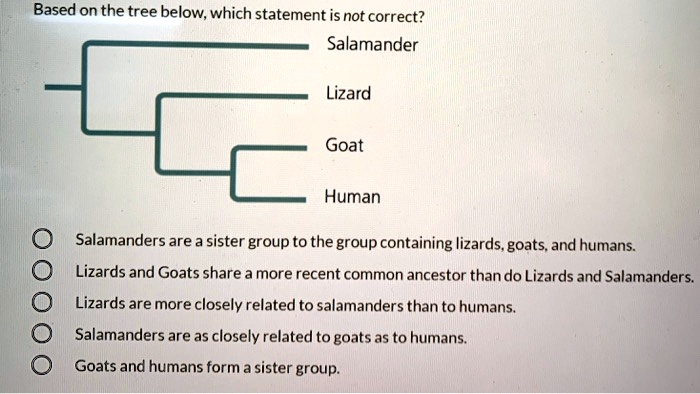 Based on the tree below, which statement is not correct? Salamander Lizard Goat Human Salamanders are a sister group to the group containing lizards, goats, and humans. Lizards and Goats share a more recent common ancestor than do Lizards and Salamanders. Lizards are more closely related to salamanders than to humans. Salamanders are as closely related to goats as to humans. Goats and humans form a sister group.