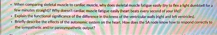 • When comparing skeletal muscle to cardiac muscle, why does skeletal muscle fatigue easily (try to flex a light dumbbell for a
few minutes straight)? Why doesn't cardiac muscle fatigue easily (heart beats every second of your life)?
• Explain the functional significance of the difference in thickness of the ventricular walls (right and left ventricles).
• Briefly describe the effects of the autonomic system on the heart. How does the SA node know how to respond correctly to
the sympathetic and/or parasympathetic output?