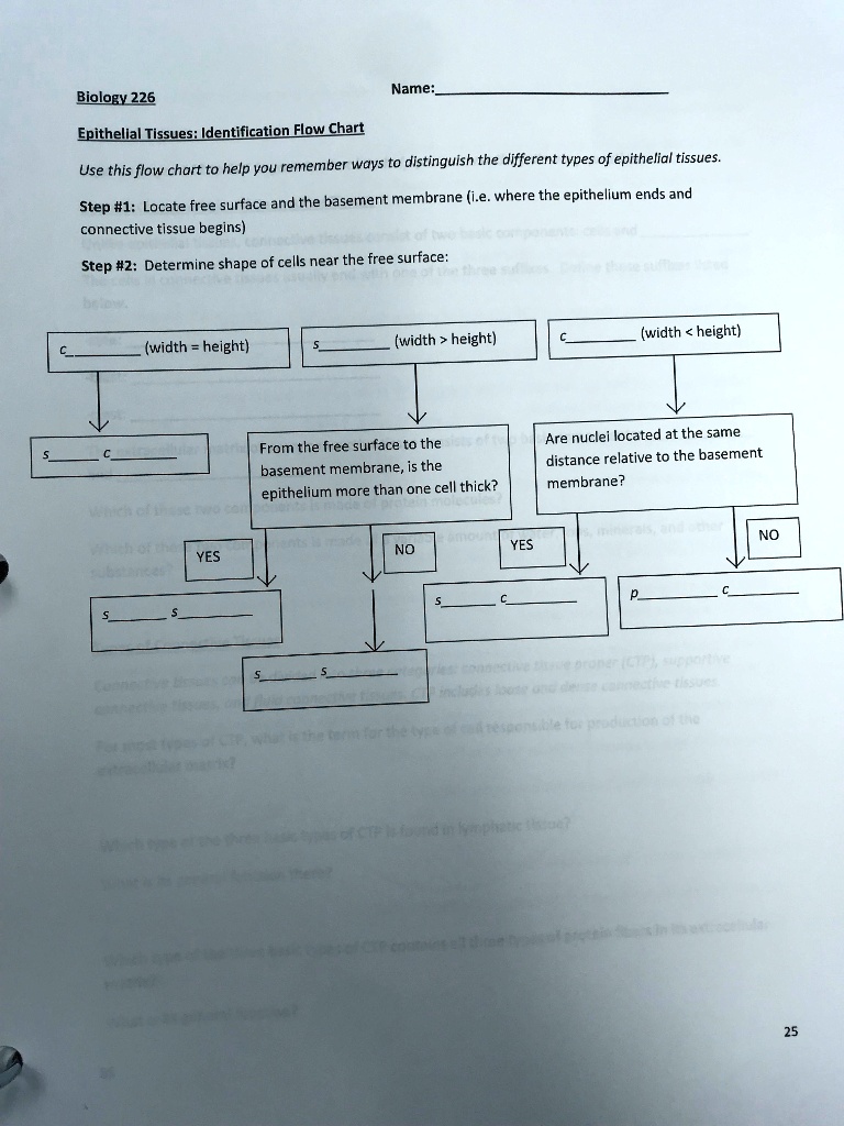 SOLVED: Biology 226 Epithelial Tissues: Identification Flow Chart Use ...