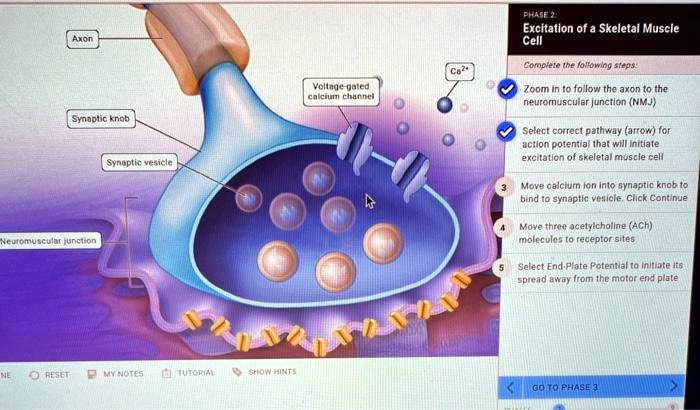 SOLVED: Select correct pathway (arrow) for action potential that will ...