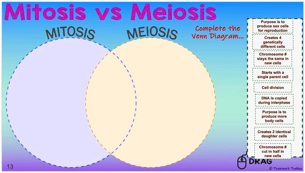 SOLVED: Mitosis vs Meiosis, someone help me with this, I'll give ...