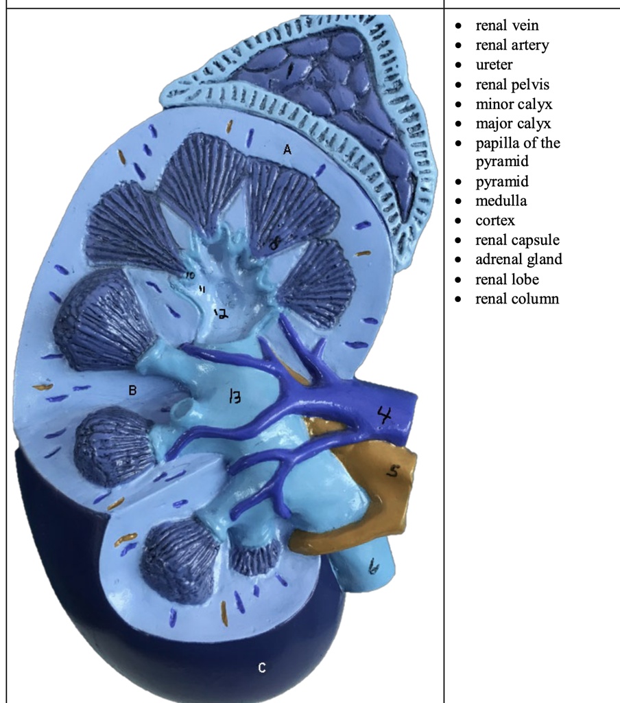 Label the areas of the kidney with all the words given. renal vein ...