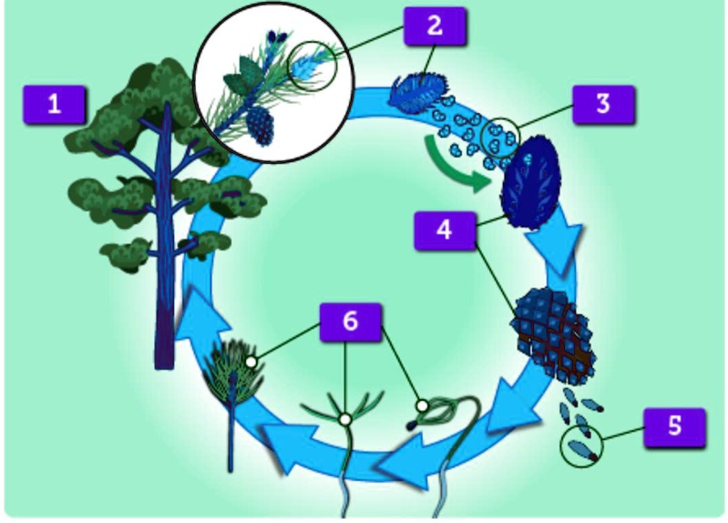 SOLVED 'The diagram shows the life cycle of a pine tree. What happens during the stage lableled
