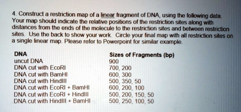 SOLVED Construct A Restriction Map Of A Linear Fragment Of DNA Using   3e476fbc734d420c932501db921d8776 