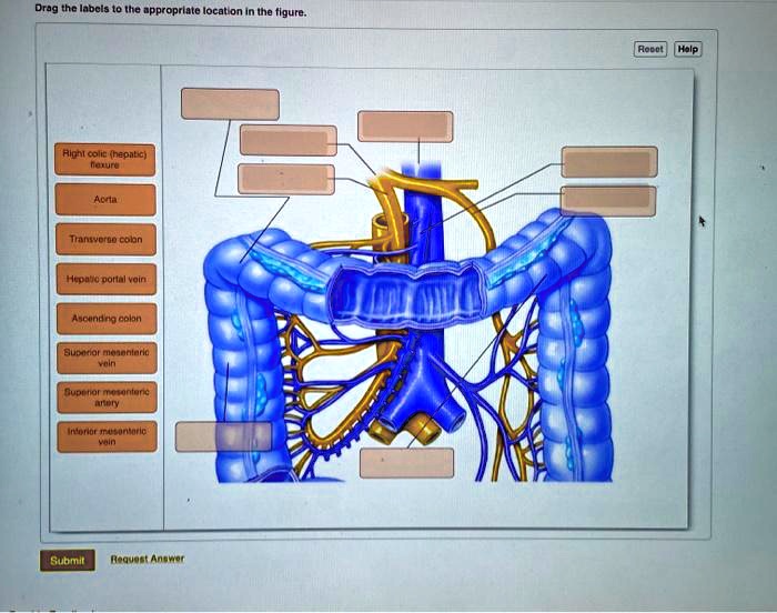SOLVED Drag the labels to the appropriate location in the figure. Root