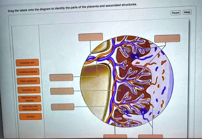 Solved Drag The Labels Onto The Diagram To Identify The Parts Of The Placenta And Associated