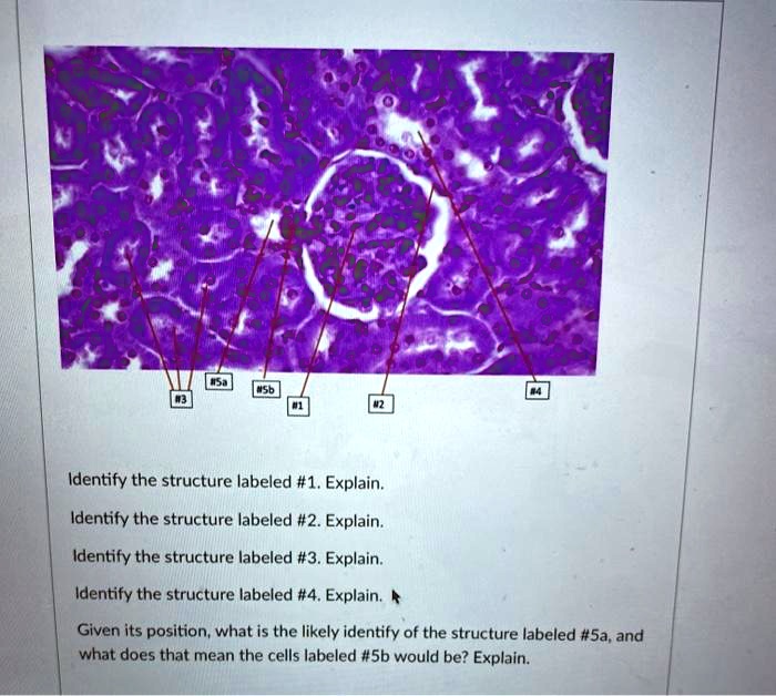 Identify the structure labeled #1. Explain. Identify the structure ...