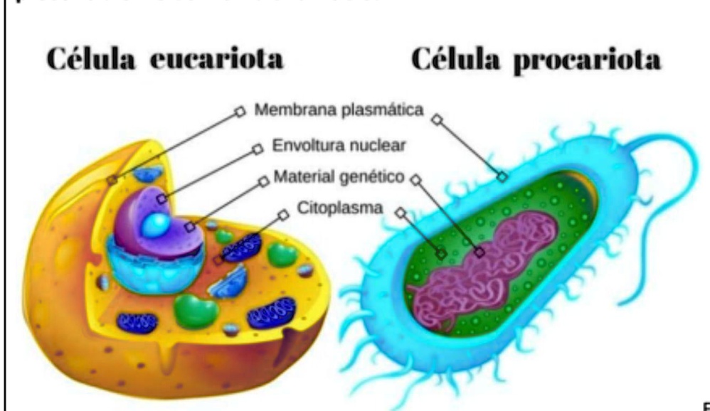 SOLVED: En La Figura 1, Observamos La Parte Interna De Dos Células. La ...