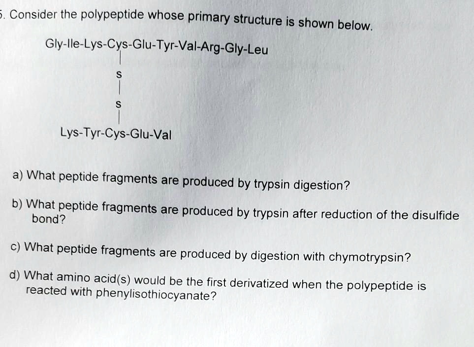 5. Consider the polypeptide whose primary structure is shown below.

Gly-Ile-Lys-Cys-Glu-Tyr-Val-Arg-Gly-Leu
|
S
|
S
|
Lys-Tyr-Cys-Glu-Val

a) What peptide fragments are produced by trypsin digestion?
b) What peptide fragments are produced by trypsin after reduction of the disulfide bond?
c) What peptide fragments are produced by digestion with chymotrypsin?
d) What amino acid(s) would be the first derivatized when the polypeptide is reacted with phenylisothiocyanate?