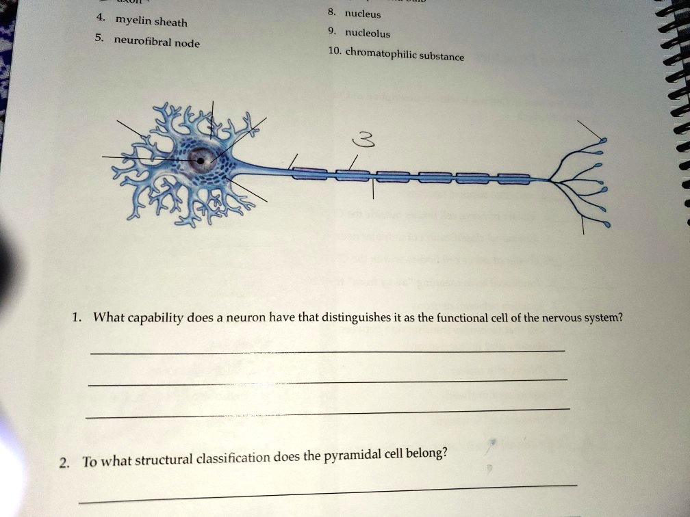 VIDEO solution: 4. myelin sheath 5. neurofibral node 8. nucleus 9 ...