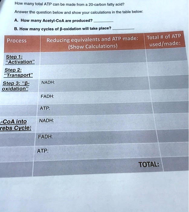 How many total ATP can be made from a 20-carbon fatty acid?
Answer the question below and show your calculations in the table below:
A. How many Acetyl-CoA are produced?
B. How many cycles of ?-oxidation will take place?
Process | Reducing equivalents and ATP made: (Show Calculations) | Total # of ATP used/made:
Step 1: "Activation"
Step 2: "Transport"
Step 3: "?-oxidation" | NADH:
 | FADH:
 | ATP:
-CoA into Krebs Cycle: | NADH:
 | FADH:
 | ATP:
TOTAL: