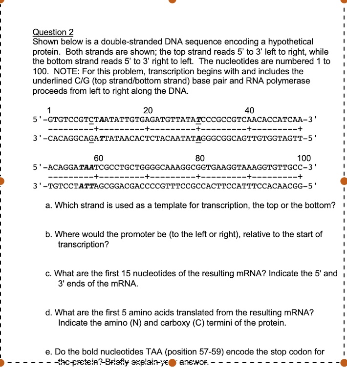 question 2 shown below is a double stranded dna sequence encoding a ...