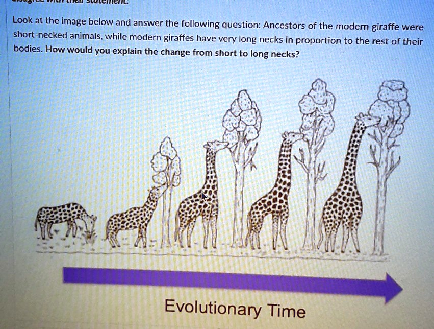 SOLVED: Look at the image below and answer the following question:  Ancestors of the modern giraffe were short-necked animals, while modern  giraffes have very long necks in proportion to the rest of