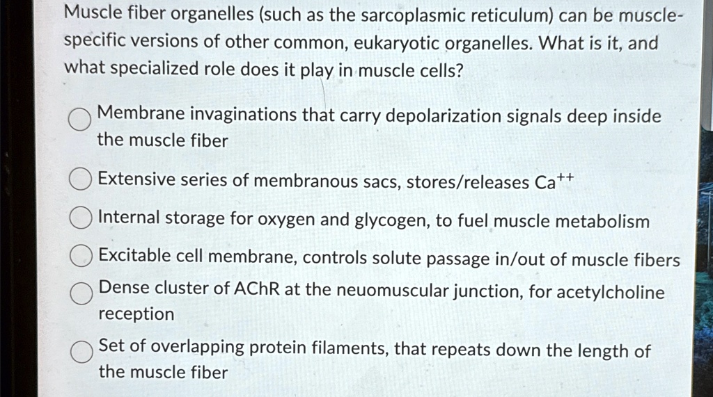 Muscle fiber organelles (such as the sarcoplasmic reticulum) can be ...
