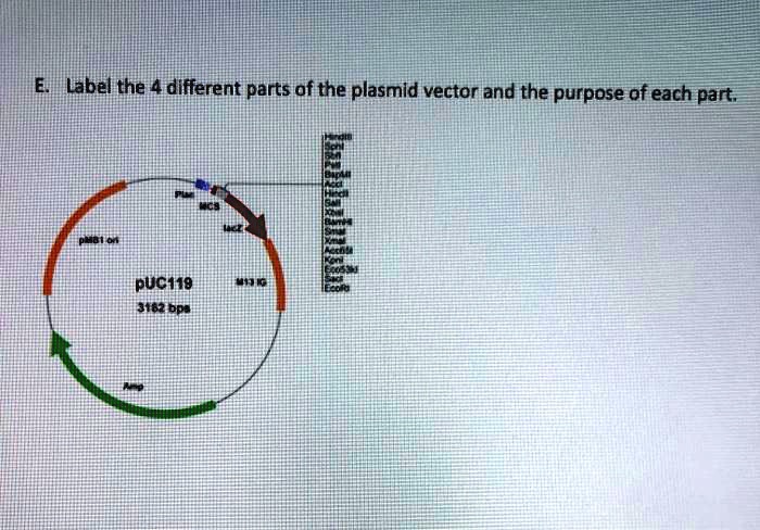 SOLVED: Label the different parts of the plasmid vector and the purpose ...
