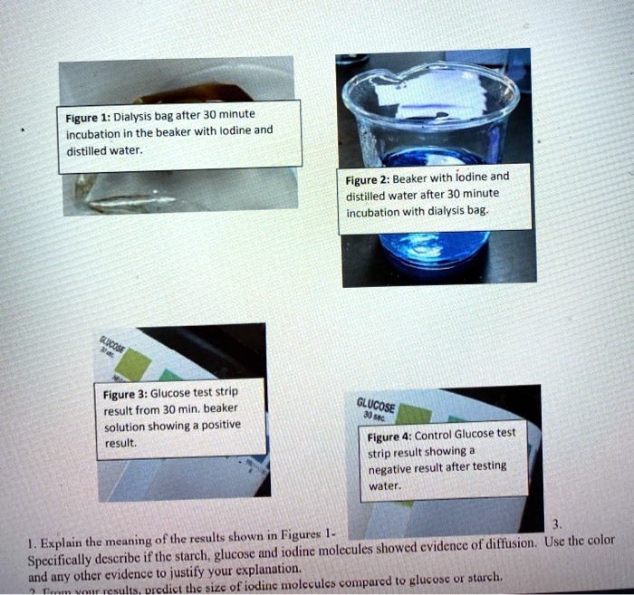 SOLVED Figure 1 Dialysis bag atter 30 minute incubation In the beaker