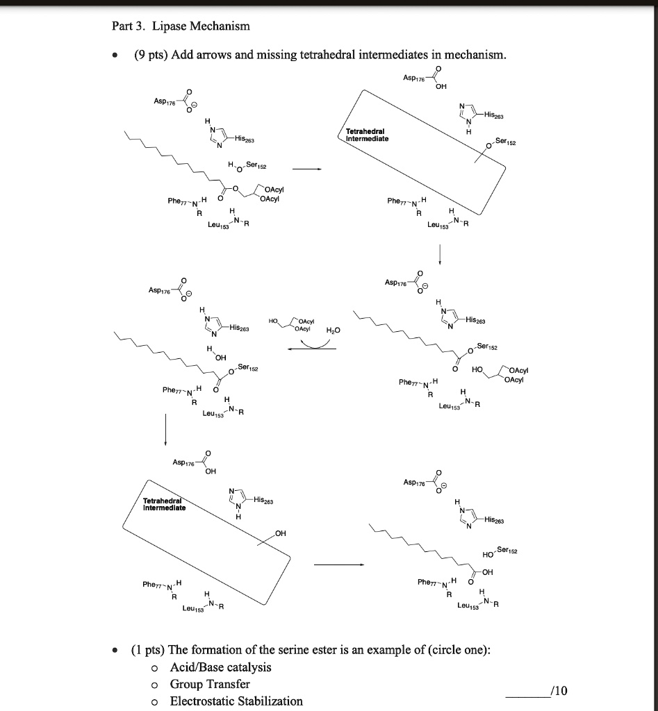 Part 3. Lipase Mechanism

• (9 pts) Add arrows and missing tetrahedral intermediates in mechanism.
Asp176
OH
Asp176
His263
Tetrahedral Intermediate
Ser152
His263
Ser152
OAcyl
OAcyl
Phe77
Leu153
Asp176
OAcyl
OAcyl
Phe77
Leu153
Asp176
His263
OAcyl
OAcyl
H2O
His263
Ser152
Ser152
HO
OAcyl
OAcyl
Phe77
Phe77
Leu153
Leu153
Asp176
OH
Asp176
Tetrahedral Intermediate
His263
His263
OH
Ser152
HO
OH
Phe77
Phe77
Leu153
Leu153
• (1 pts) The formation of the serine ester is an example of (circle one):
o Acid/Base catalysis
o Group Transfer
o Electrostatic Stabilization
/10