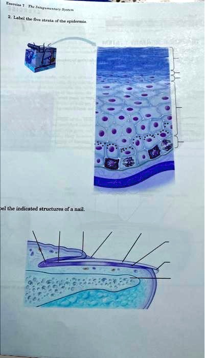 Solved: Exercise 7: The Integumentary System 321083x 2. Label The Five 