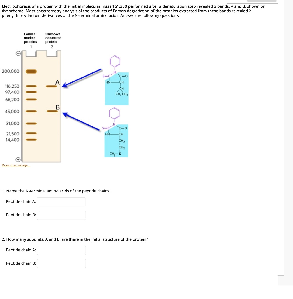 SOLVEDElectrophoresis of _ protein with the initial molecular mass