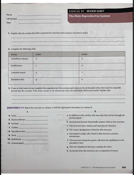 Name Lab Section Date EXERCISE 31 REVIEW SHEET The Male Reproductive ...