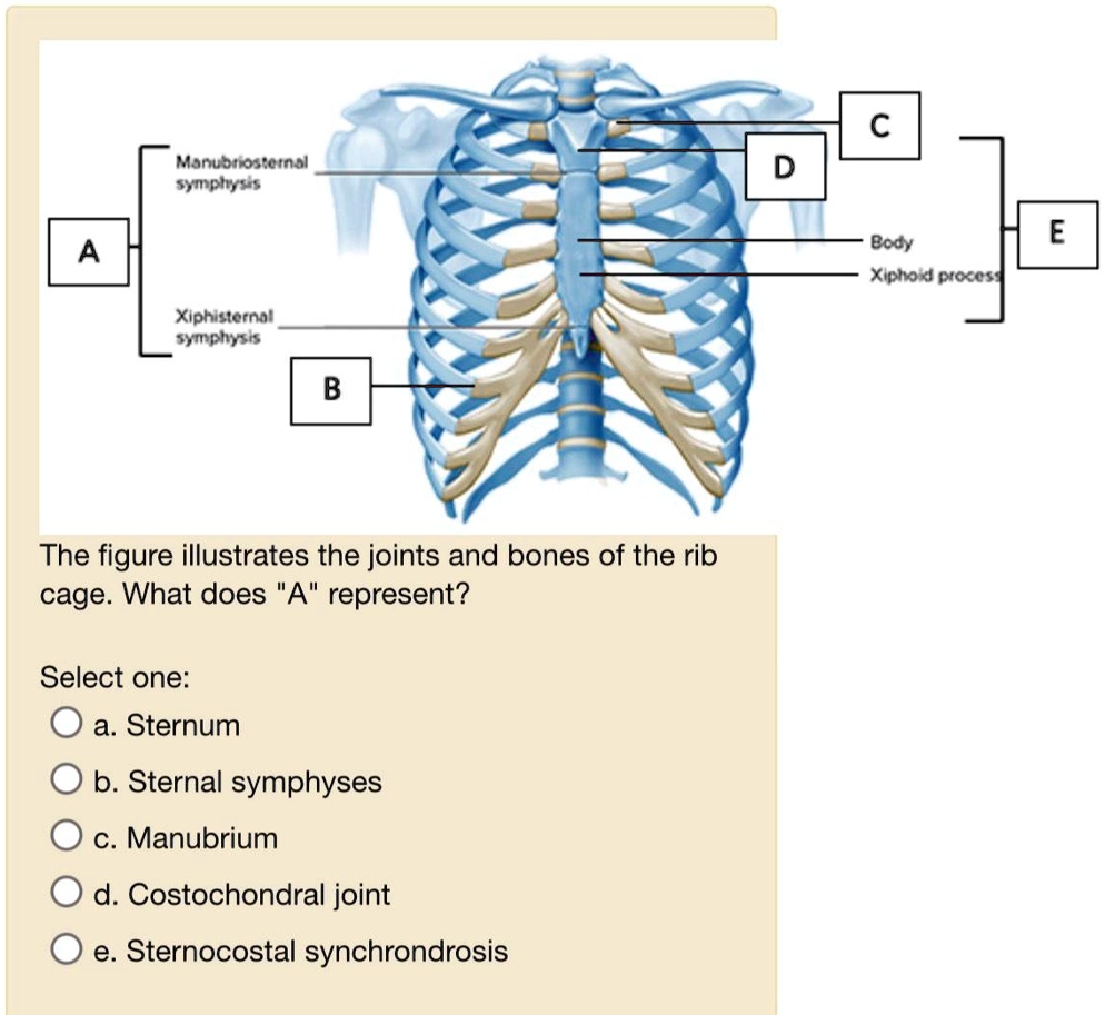SOLVED The figure illustrates the joints and bones of the rib cage
