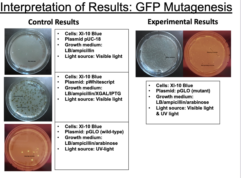 SOLVED: Interpretation of Results: GFP Mutagenesis Control Results ...