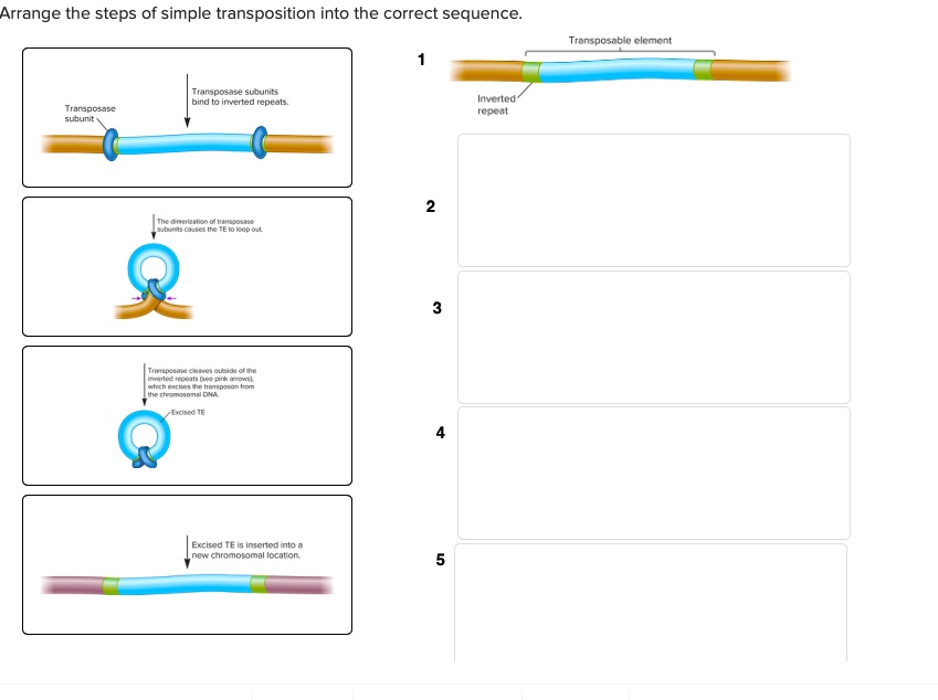 SOLVED:Arrange the steps of simple transposition into the correct ...