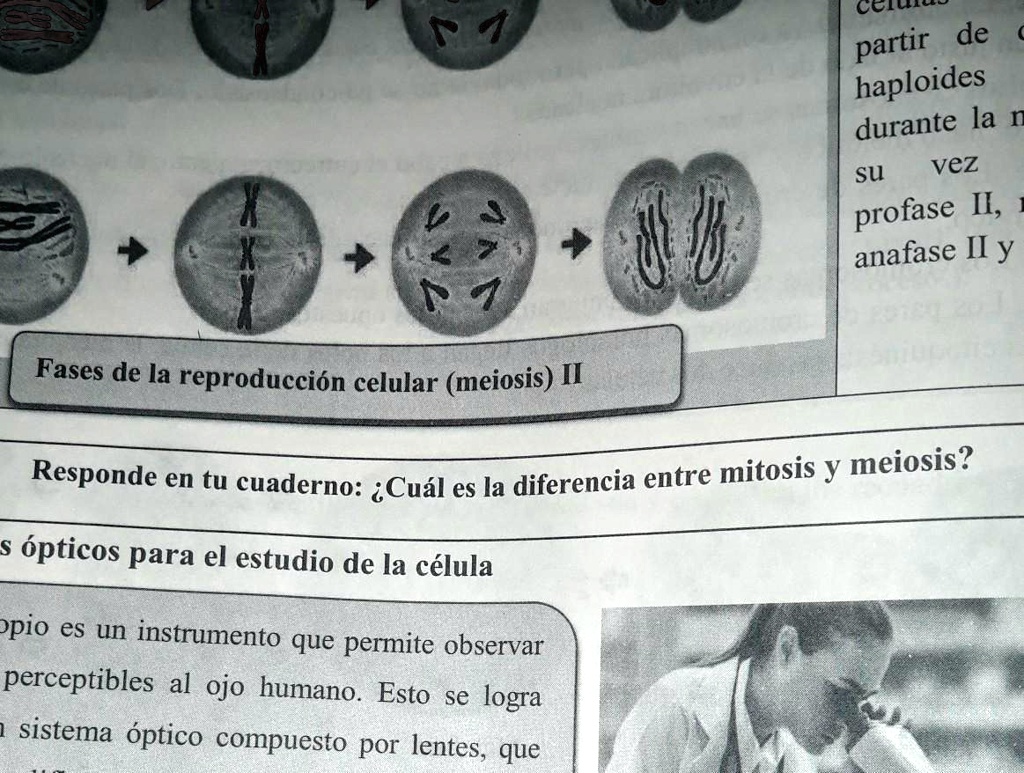 meiosis 2 anafase