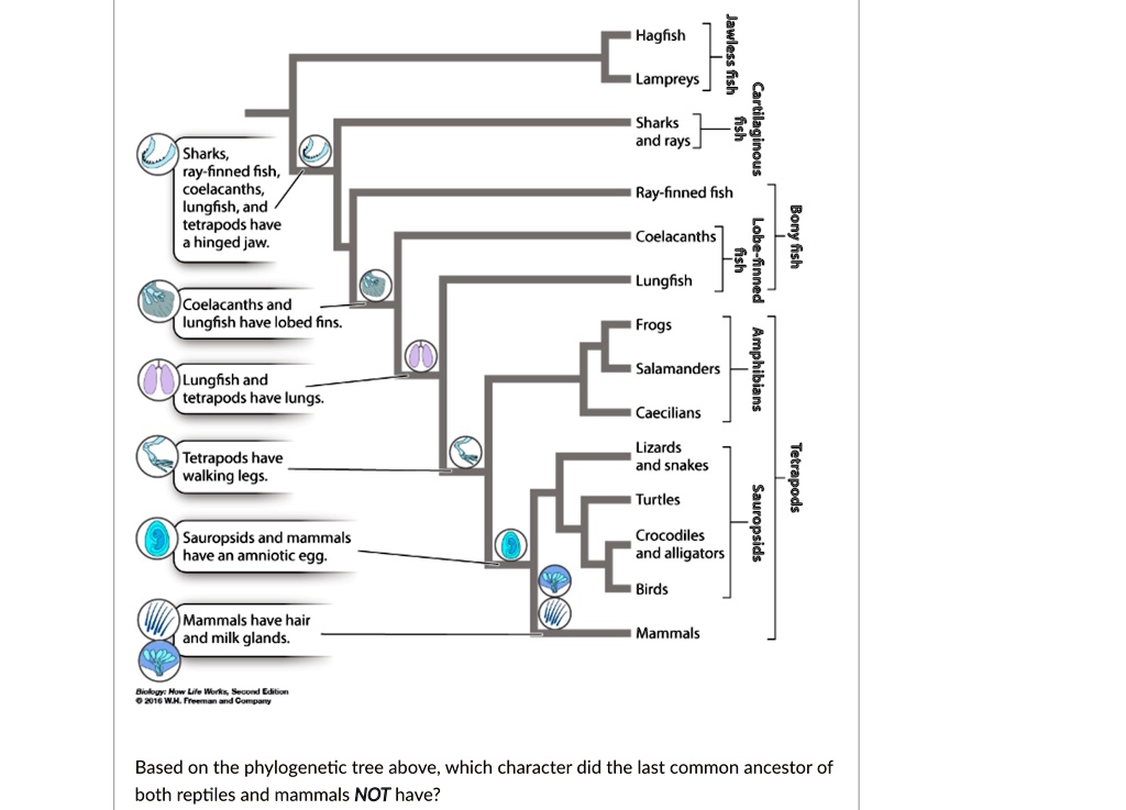 SOLVED:Hagfish 1 Lampreys 3 Sharks and rays : 1 Ray-finned fish