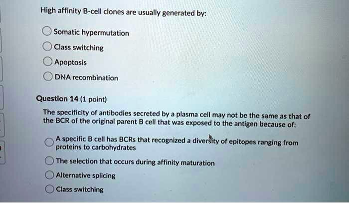 High affinity B-cell clones are usually generated by:
Somatic hypermutation
Class switching
Apoptosis
DNA recombination
Question 14 (1 point)
The specificity of antibodies secreted by a plasma cell may not be the same as that of the BCR of the original parent B cell that was exposed to the antigen because of:
A specific B cell has BCRs that recognized a diversity of epitopes ranging from proteins to carbohydrates
The selection that occurs during affinity maturation
Alternative splicing
Class switching