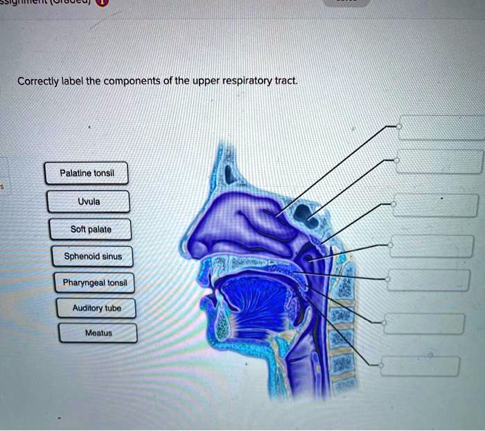 Uvulus Uvula Diagram Labeled