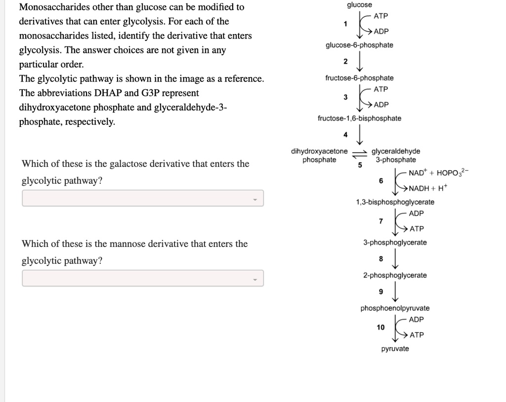 SOLVED: Monosaccharides other than glucose can be modified to ...