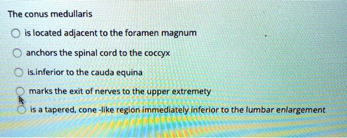 SOLVED: The conus medullaris is located adjacent to the foramen magnum ...