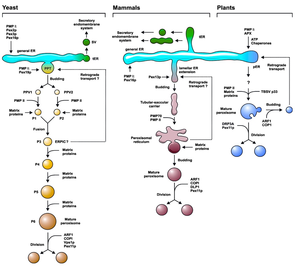 Hypothetical Model Of Peroxisome Biogenesis Peroxisomes Can Form De